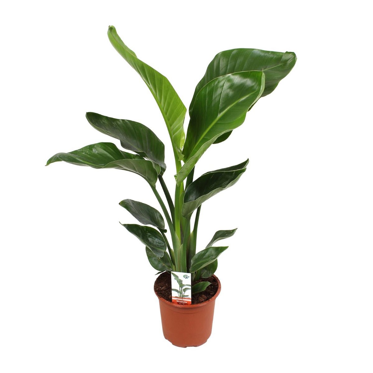 Strelitzia plant Ø17cm ↕70cm