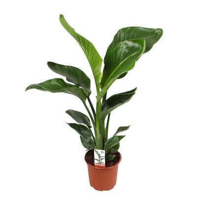 Strelitzia plant Ø17cm ↕70cm