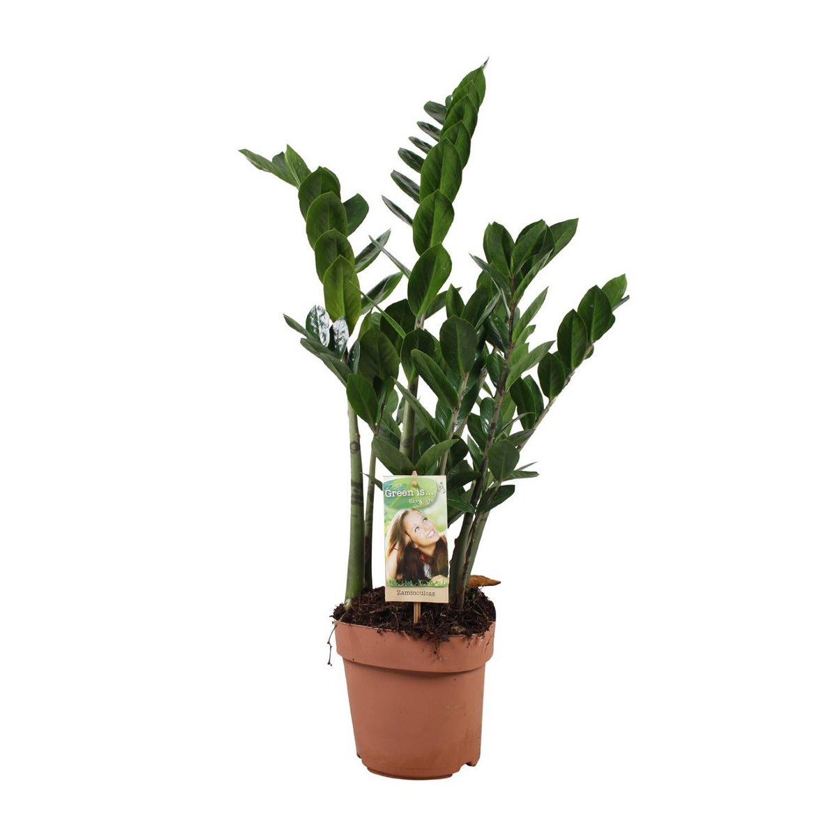 Zamioculcas ZZ-plant 70cm potmaat Ø17cm