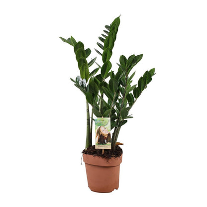Zamioculcas ZZ-plant 70cm potmaat Ø17cm
