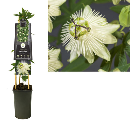 Passiflora 'Snow Queen' PBR +3.0 label - Ø17cm - ↕75cm