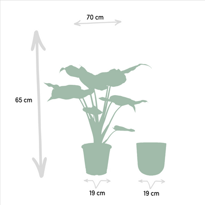 Alocasia Cucullata - Ø19cm - ↕65cm + Pot Mayk Lood