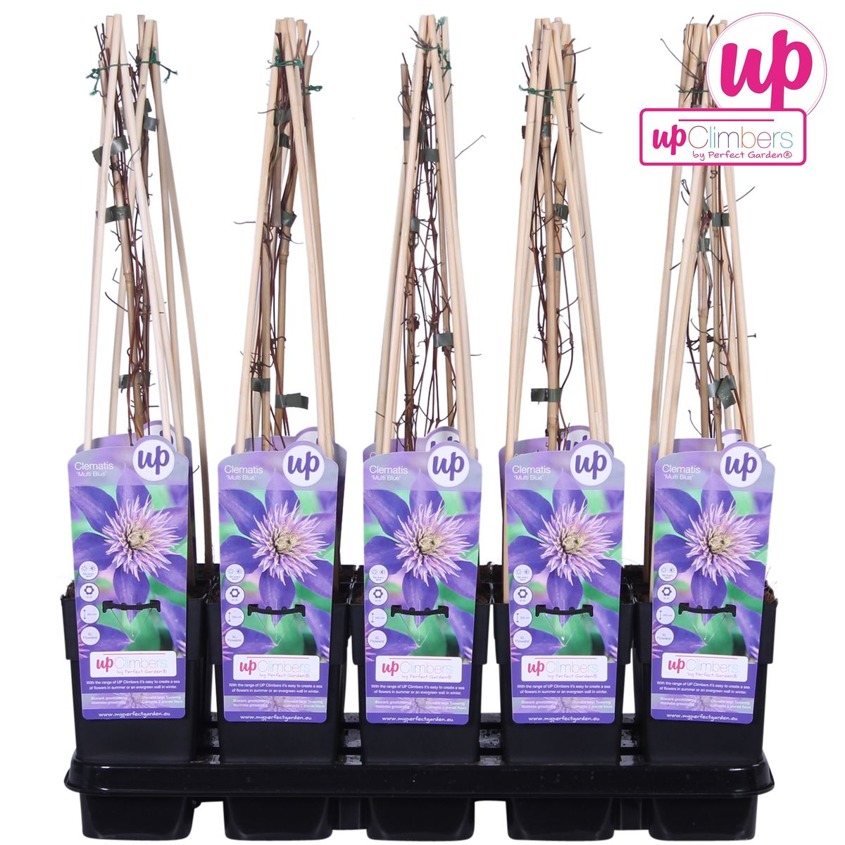 Clematis Multi Blue bosrank Ø15cm 65cm