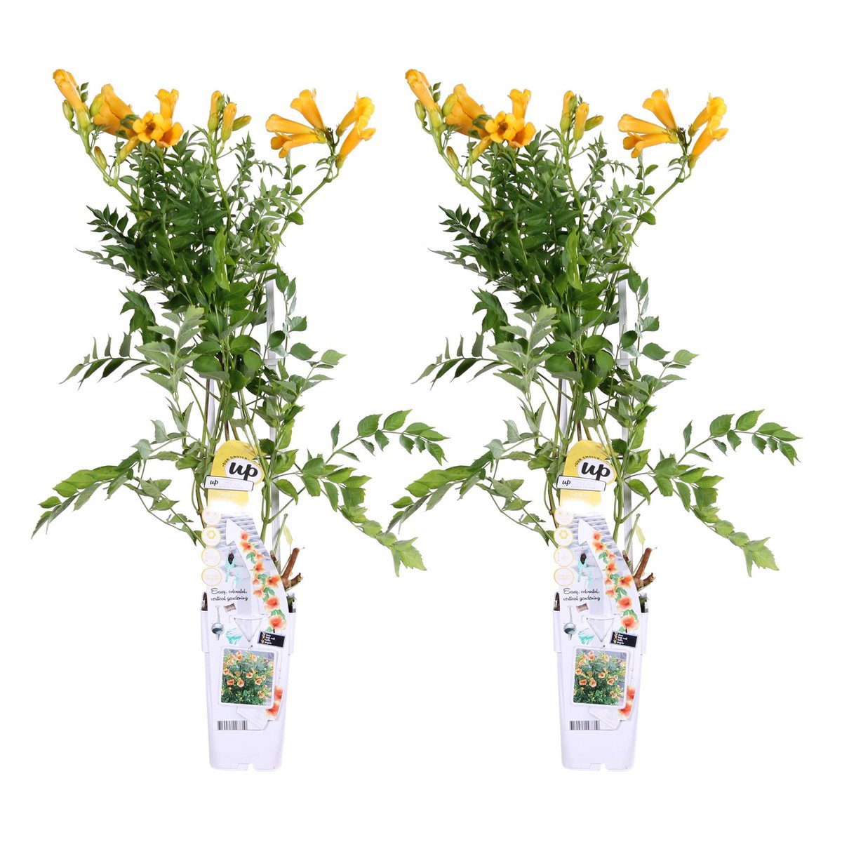 Trompetklimmer Campsis Summer Jazz Gold Trumpet 65cm Ø15cm