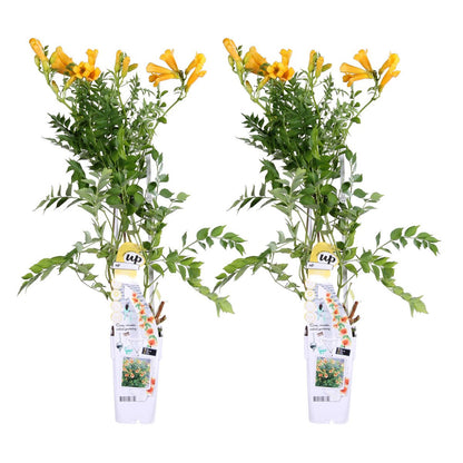 Trompetklimmer Campsis Summer Jazz Gold Trumpet 65cm Ø15cm