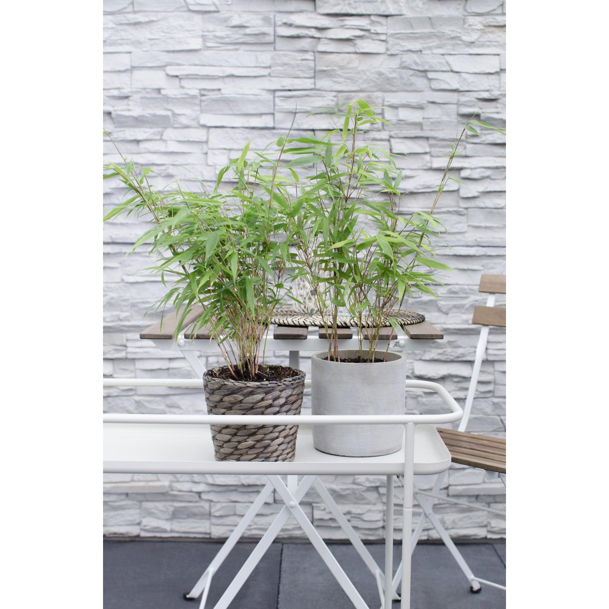 Fargesia rufa - Niet woekerende bamboe - Ø29cm - ↕80cm - Ø14 - ↨40cm