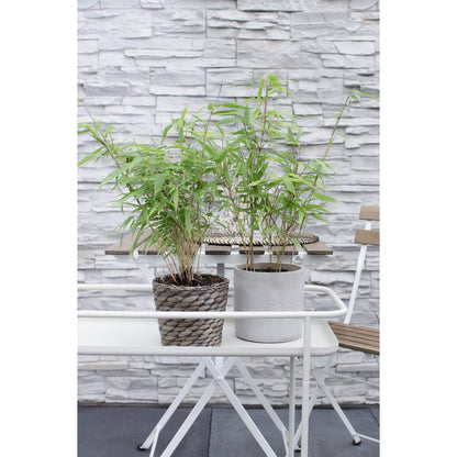 Fargesia rufa - Niet woekerende bamboe - Ø29cm - ↕80cm - Ø14 - ↨40cm