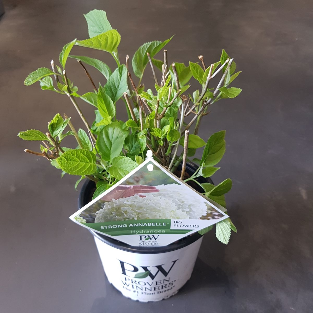 Hydrangea Strong Annabelle pot Ø19cm hoogte 30cm