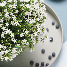Campanula White Bellflower | 6 Pieces | Pot size 12cm | Ground cover 1m²