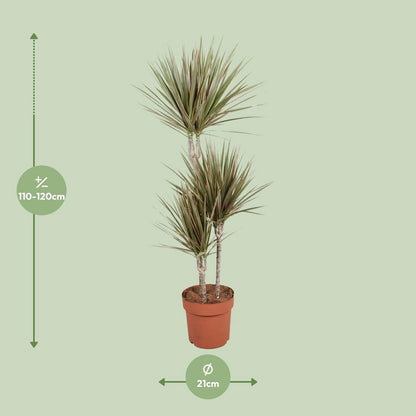 Kamerplant Dracaena Bicolor Ø21cm 120cm