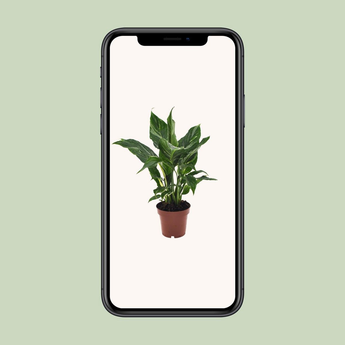 Spathiphyllum diamant - Ø12cm - ↕40cm