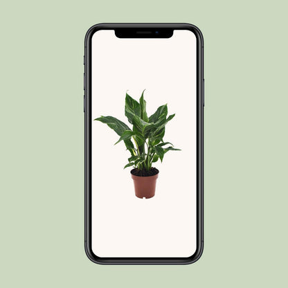 Spathiphyllum diamant - Ø12cm - ↕40cm