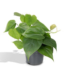 Philodendron Scandens Ø12cm 15cm