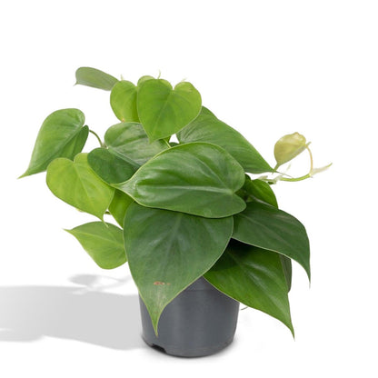 Philodendron Scandens Ø12cm 15cm