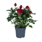 Roos Ø17cm ↕45cm rood