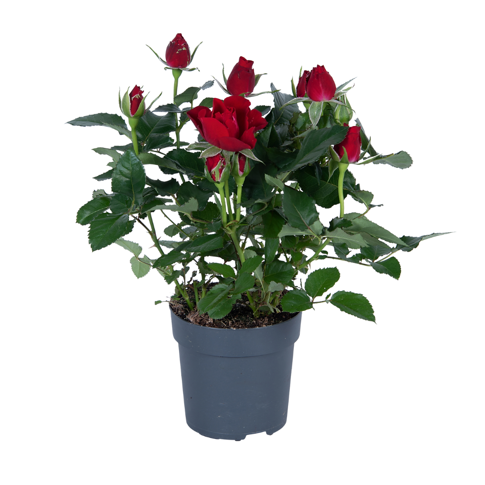 Roos Ø17cm ↕45cm rood