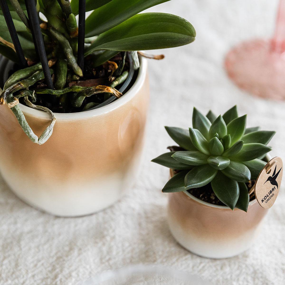 Decoratieve Bloempot met Kleurverloop - Bruin Ø6cm