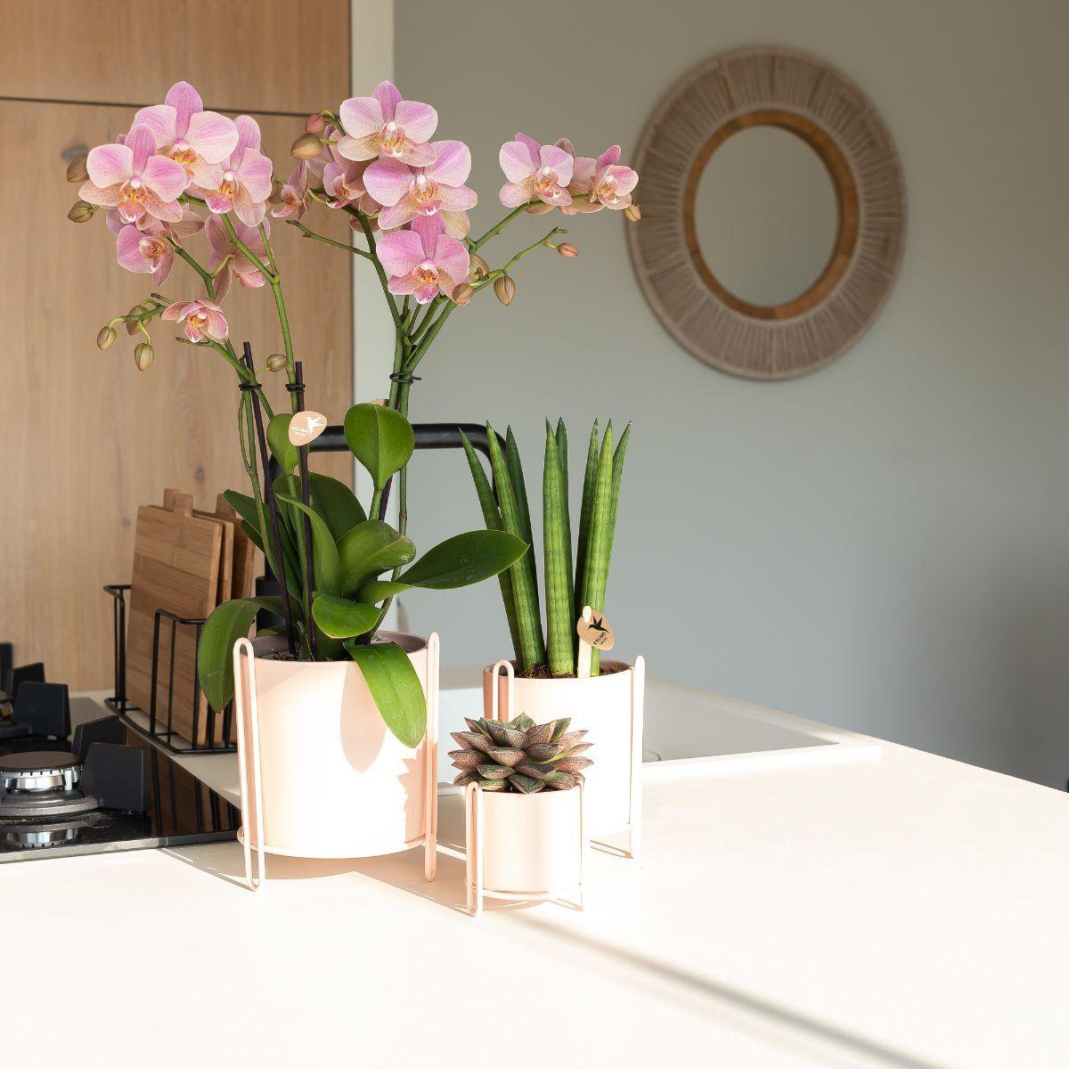 Oudroze Phalaenopsis Orchidee (Treviso) | Bloeiende Kamerplant Ø12cm pot
