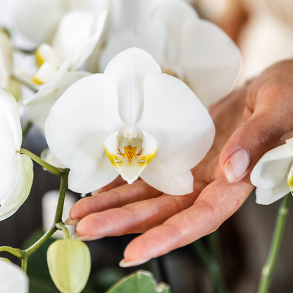 Twee Witte Phalaenopsis Orchideeën | Combi Deal Ø12cm Pot
