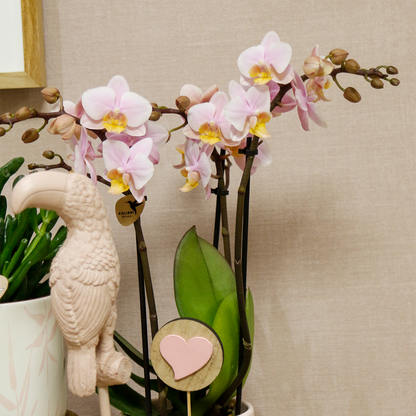 Complete Plantenset met Roze Orchidee, Groene Planten en Sierpotten