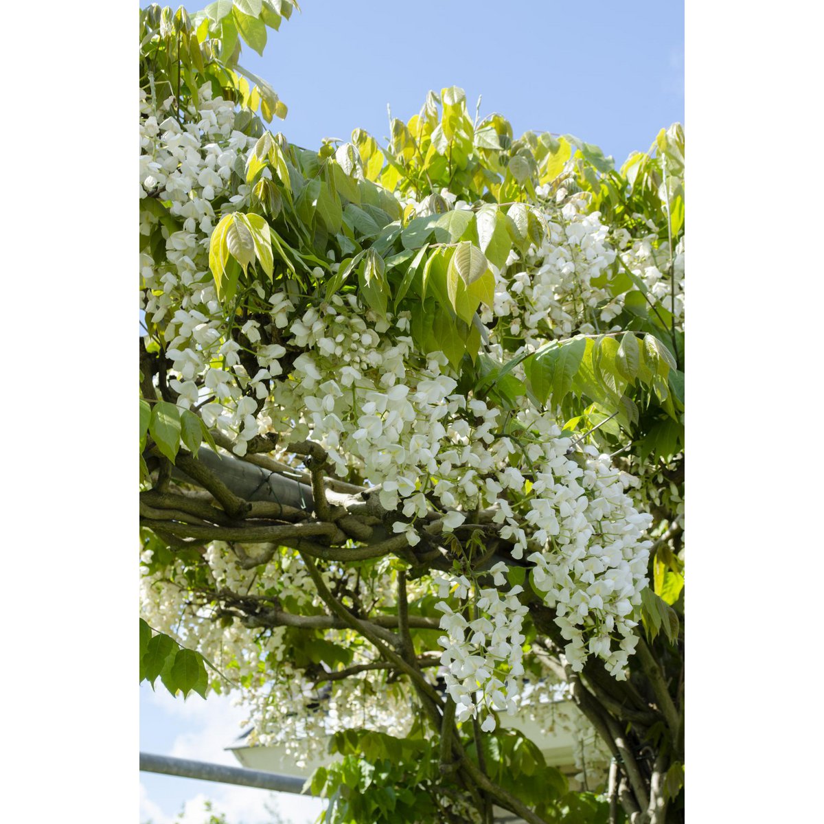 2x Wisteria Floribunda 'Longest White' 65cm Ø15cm