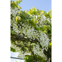 2x Wisteria Floribunda 'Longest White' 65cm Ø15cm