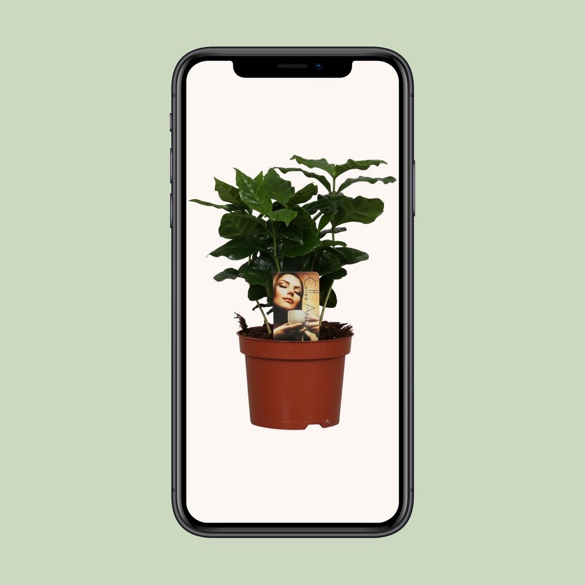 Coffea Arabica - Ø4.7" - ↕9.8"