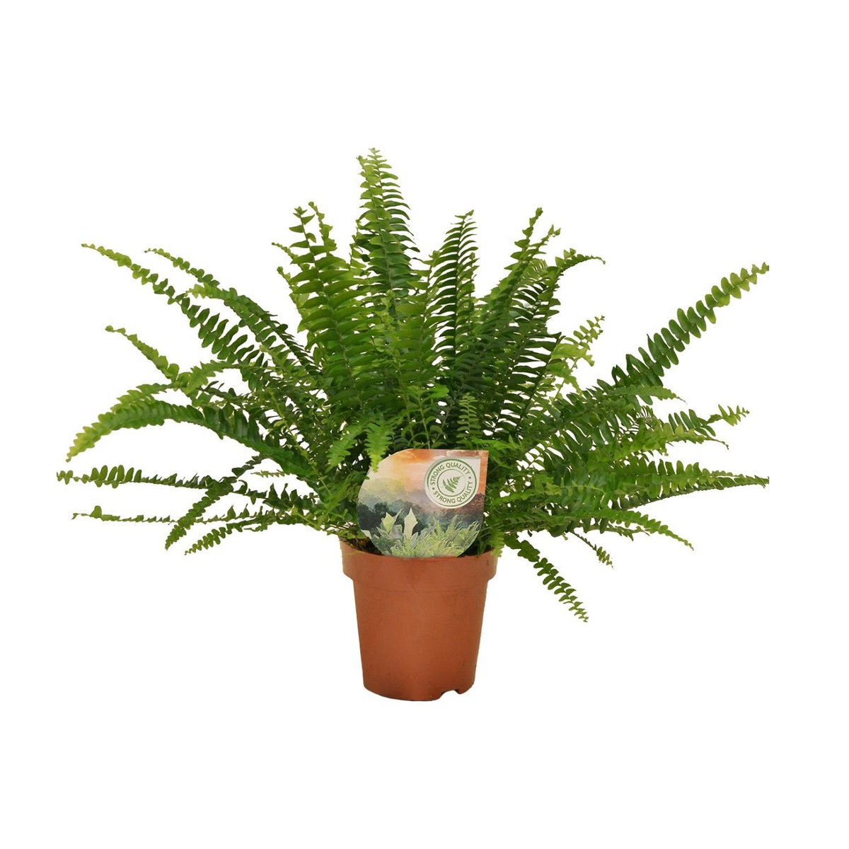 Kamerplant Nephrolepis Green Lady Ø12 cm