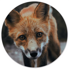 Wall circle fox