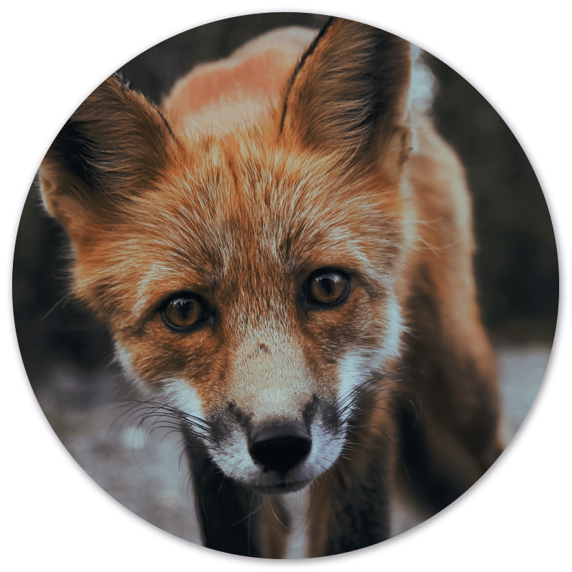 Wall circle fox