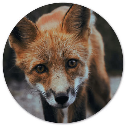 Wall circle fox