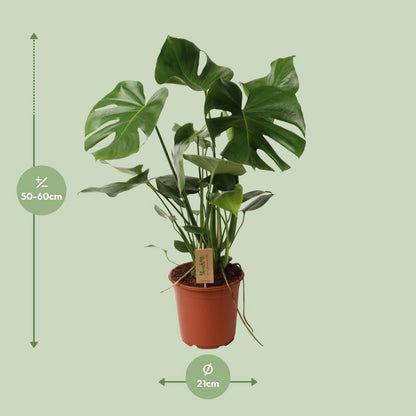 Kamerplant Monstera Ø21cm 55cm