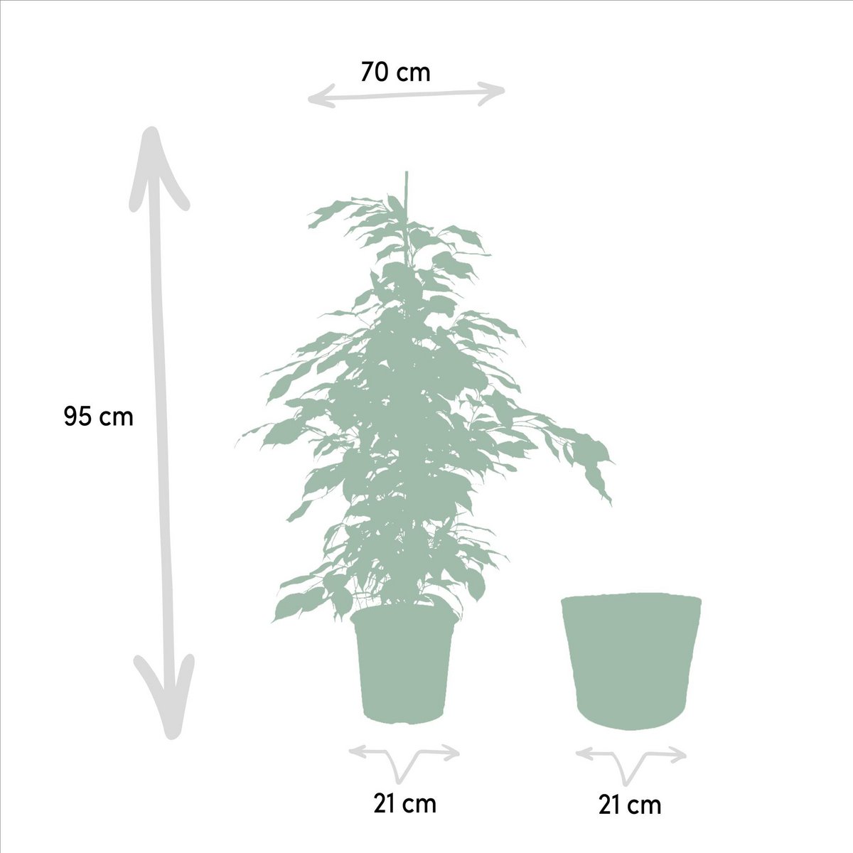 Ficus benjamina Danielle - Ø21cm - ↕95cm + Mand Selin