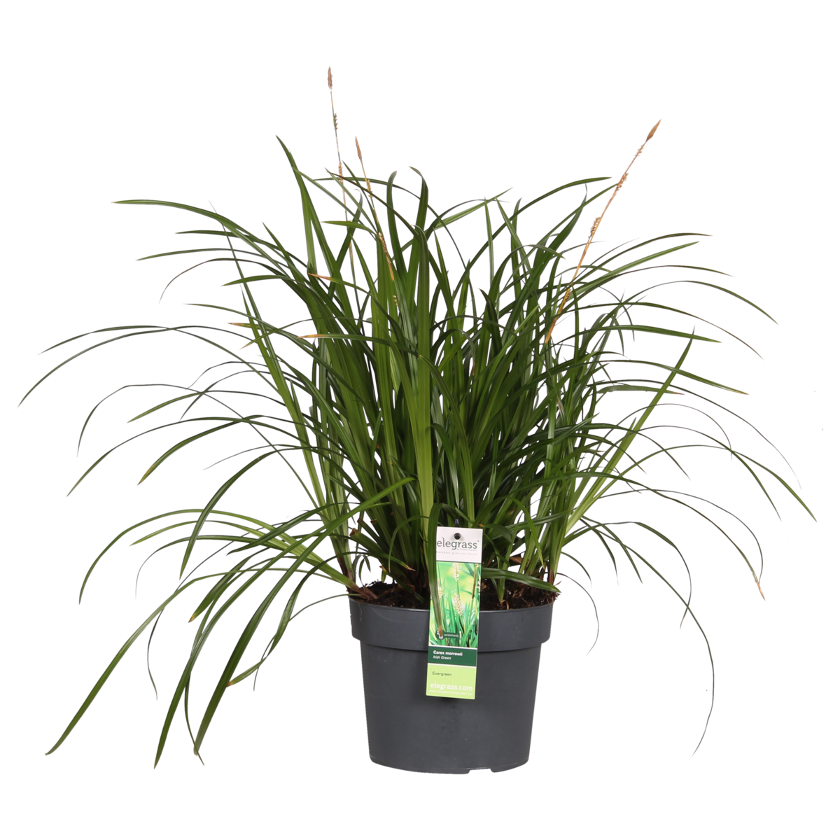 Carex Morrowii Irish Green - Ø19cm - ↕40cm - Ø19 - ↨40cm