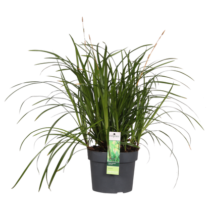 Carex Morrowii Irish Green - Ø19cm - ↕40cm - Ø19 - ↨40cm
