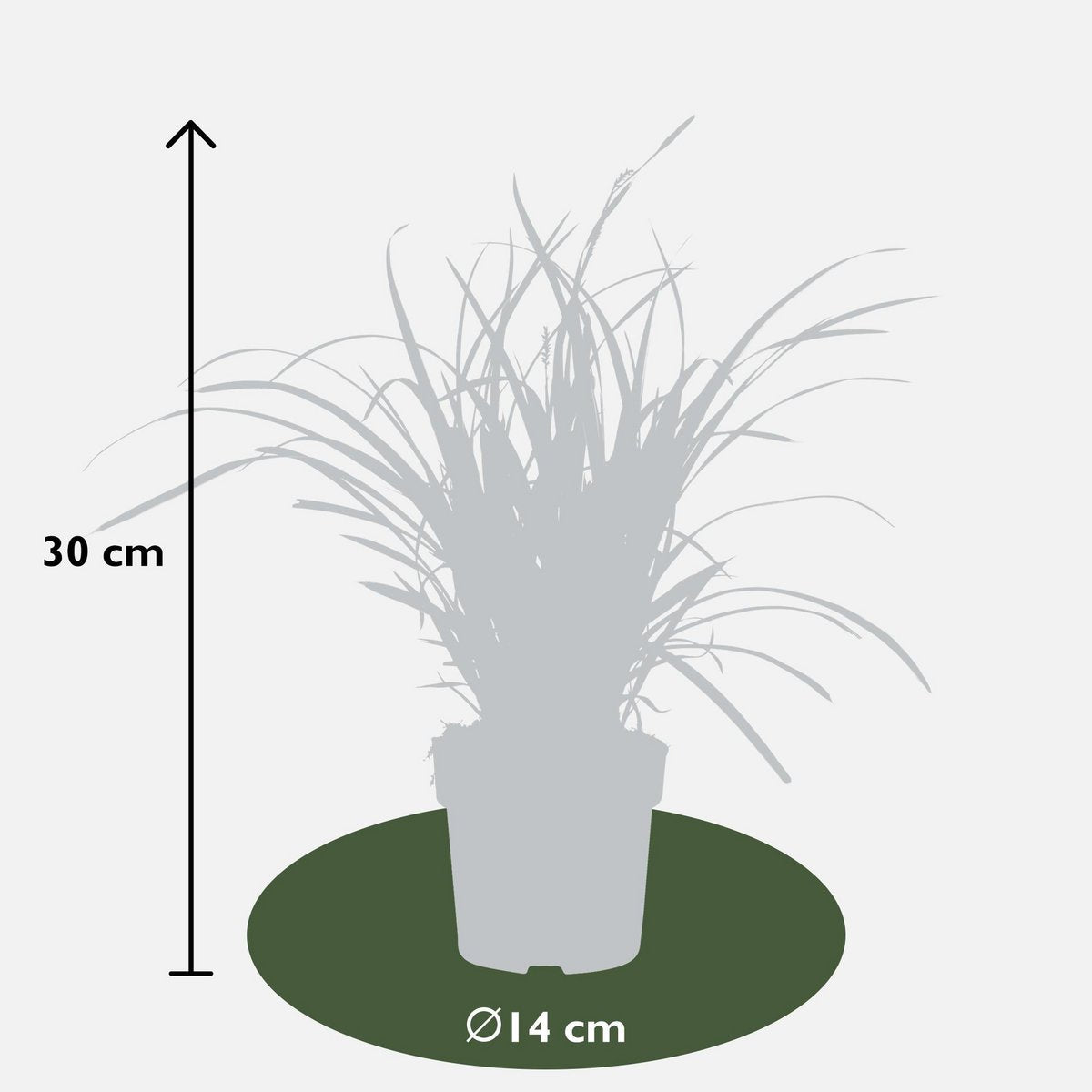 Siergras 3x Carex Morrowii 'Ice Dance' 30cm Ø14cm
