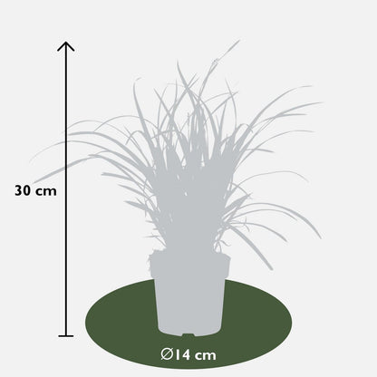Siergras 3x Carex Morrowii 'Ice Dance' 30cm Ø14cm