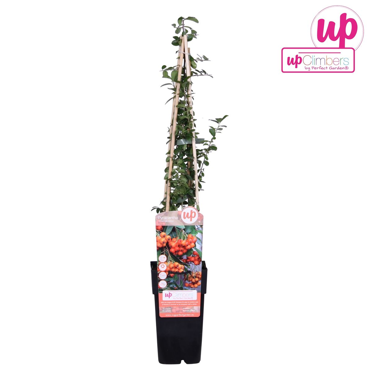 Pyracantha 'oranje gloed' leiplant 65 cm