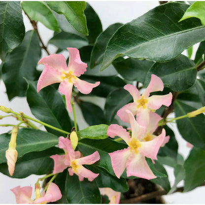 Trachelospermum 'Star of Ibiza' - Pink Star Jasmine - Ø15cm - ↕65cm
