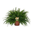 Bostonvaren Nephrolepis Green Lady Ø19cm 60cm