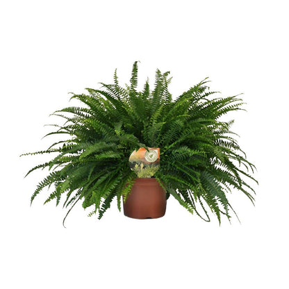 Bostonvaren Nephrolepis Green Lady Ø19cm 60cm