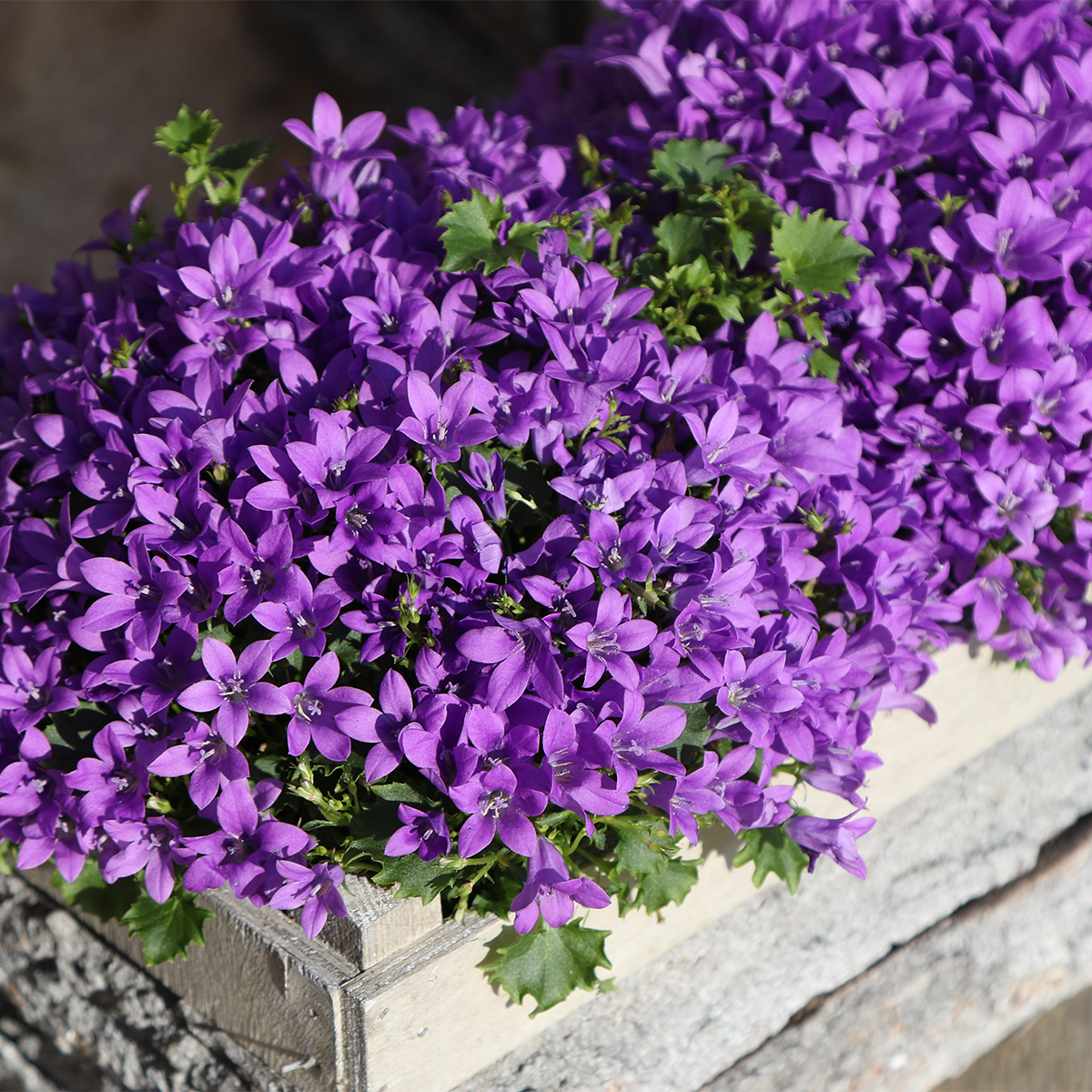Twee Paarse Campanula Planten in Houten Kist – Vaste Tuinplant & Winterhard