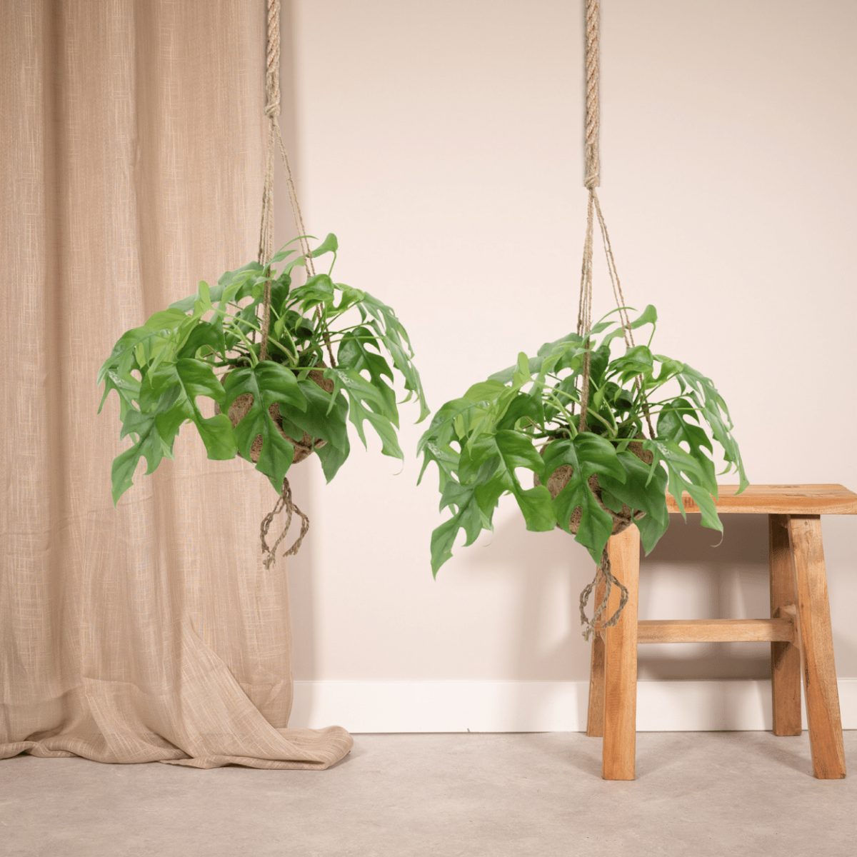 Kokodama Monstera Minima Hang Twee Stuks Gatenplant 15 Cm