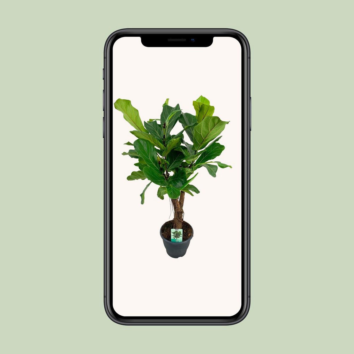 WSTKB [P26-H100] Ficus Lyrata