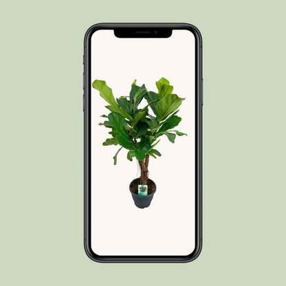 WSTKB [P26-H100] Ficus Lyrata