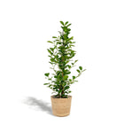 Ficus microcarpa Moclame - Ø21cm - ↕95cm + Selin Basket