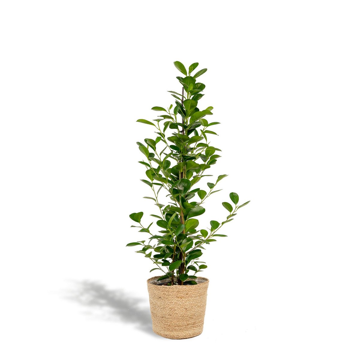 Ficus microcarpa moclame 95cm Ø21cm met mand