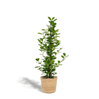 Ficus microcarpa moclame 95cm Ø21cm met mand