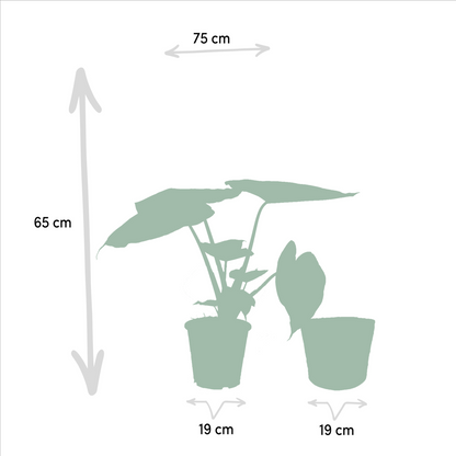 Alocasia Wentii En Portodora Met Selin Mand Set Kwekerijset