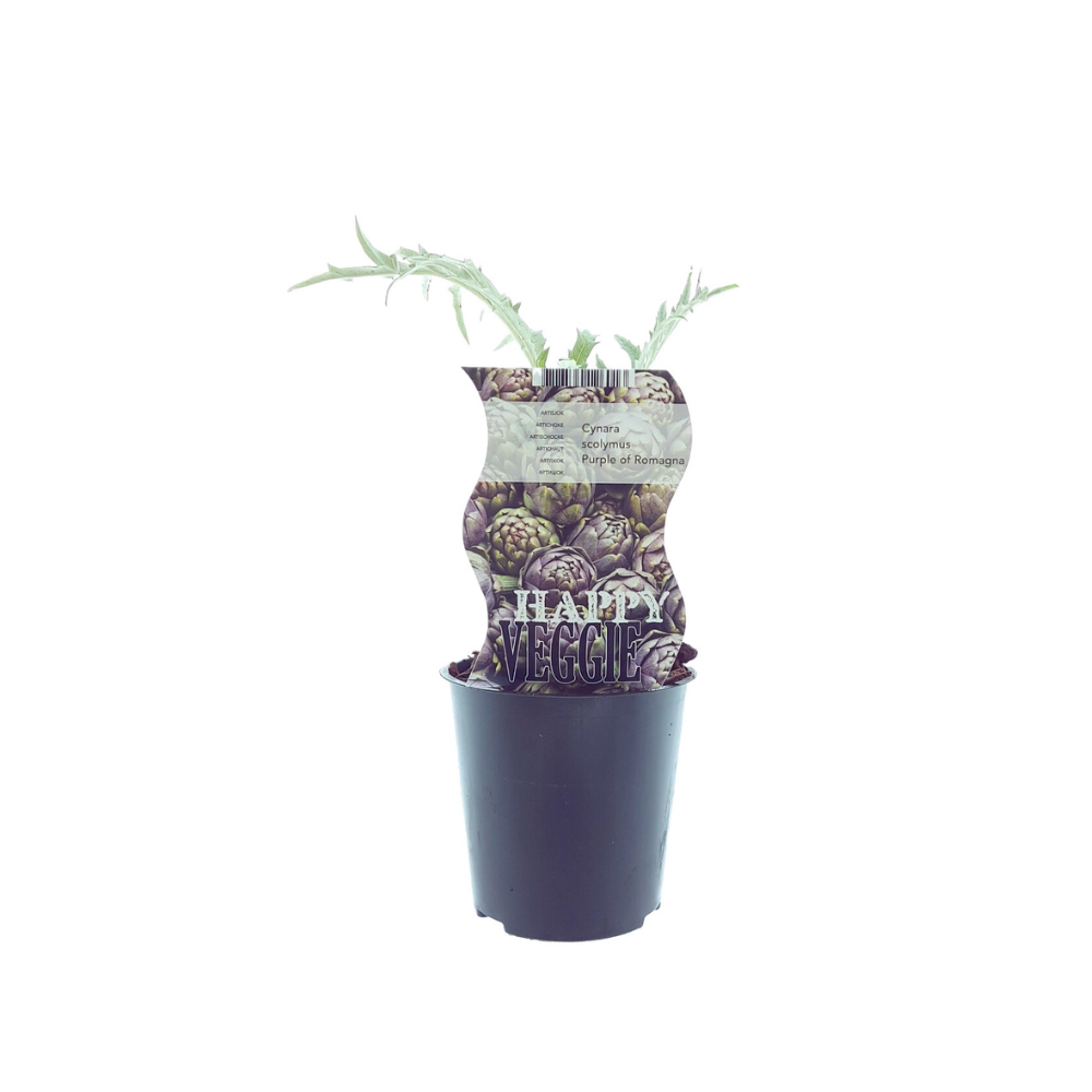 Cynara paars van Romagna (Artisjok) - Ø12cm - ↕30cm
